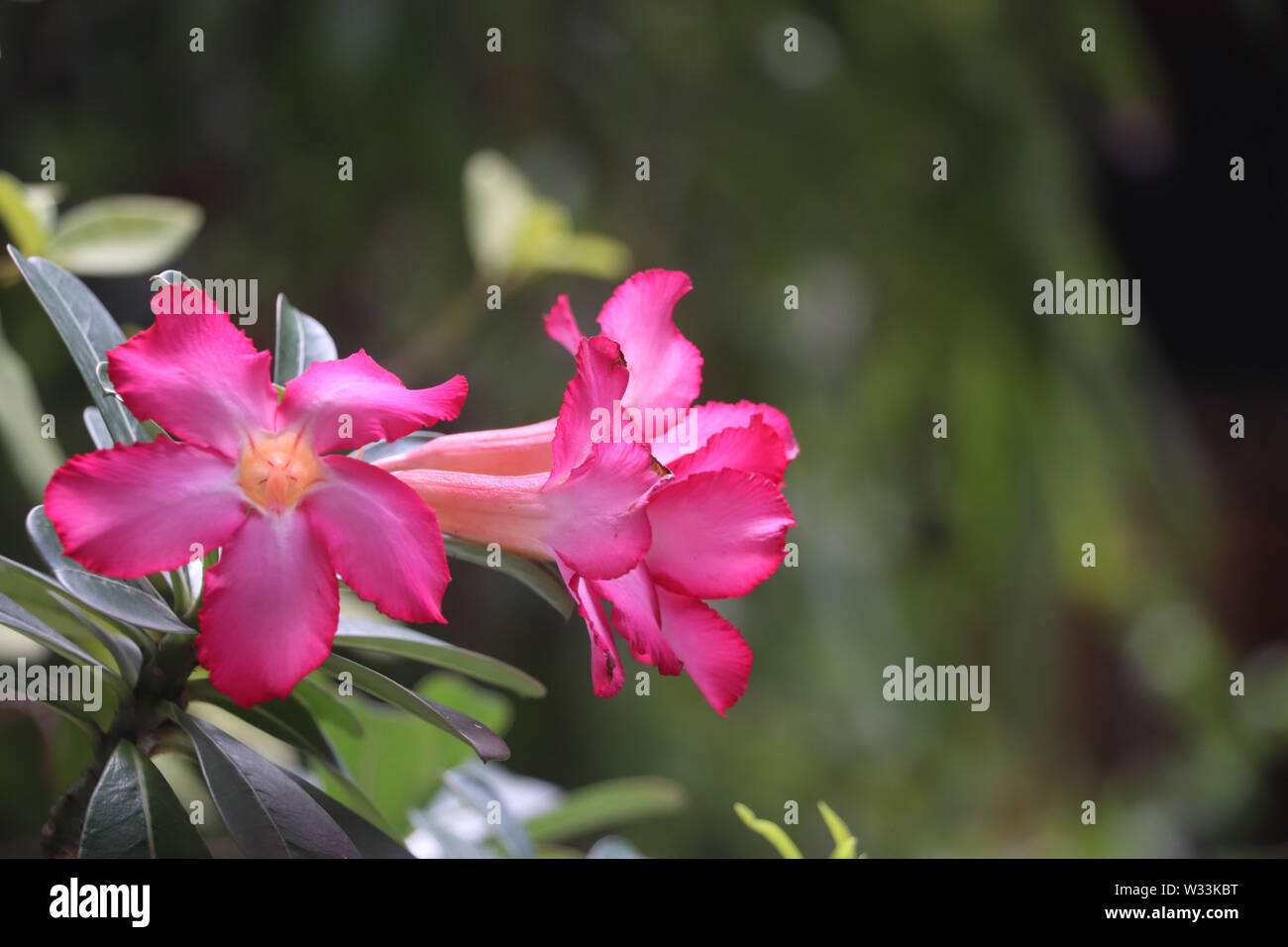 Pretty pink flowers spreading happiness Stock Photo Alamy