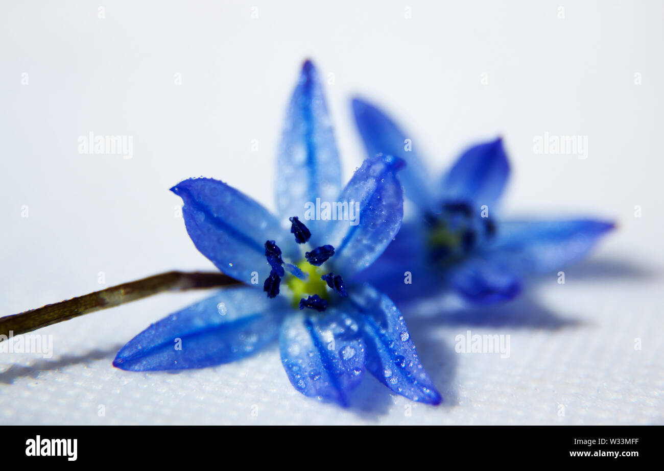 Blue Flower With Water Drops In White Studio 19 05 16 Umea Sweden Stock Photo Alamy Blue Flower With Water Drops In White Studio 19 05 16 Umea Sweden Stock Photo Alamy
