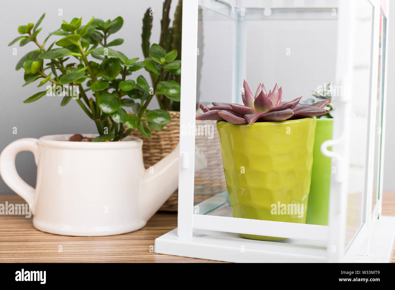 House plants. Succulents Stock Photo Alamy