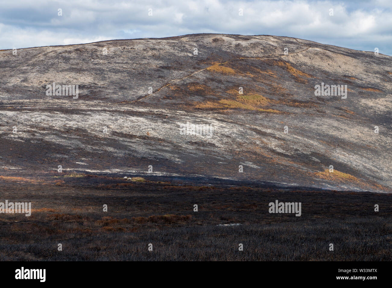 Damage to moorland following peatland fire on Llantysilio mountain near Horseshoe Pass, Llangollen Wales Stock Photo