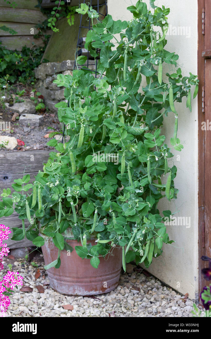 Main crop English peas growing on a frame Stock Photo