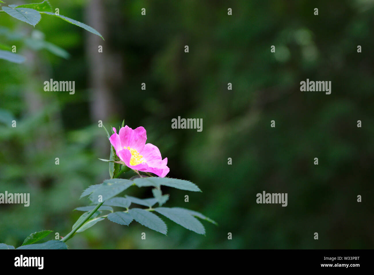 Black forest flower hi-res stock photography and images - Alamy