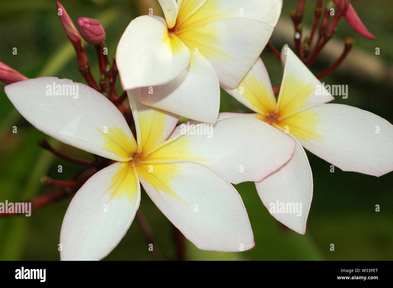 Plumeria Flower India High Resolution Stock Photography And Images Alamy