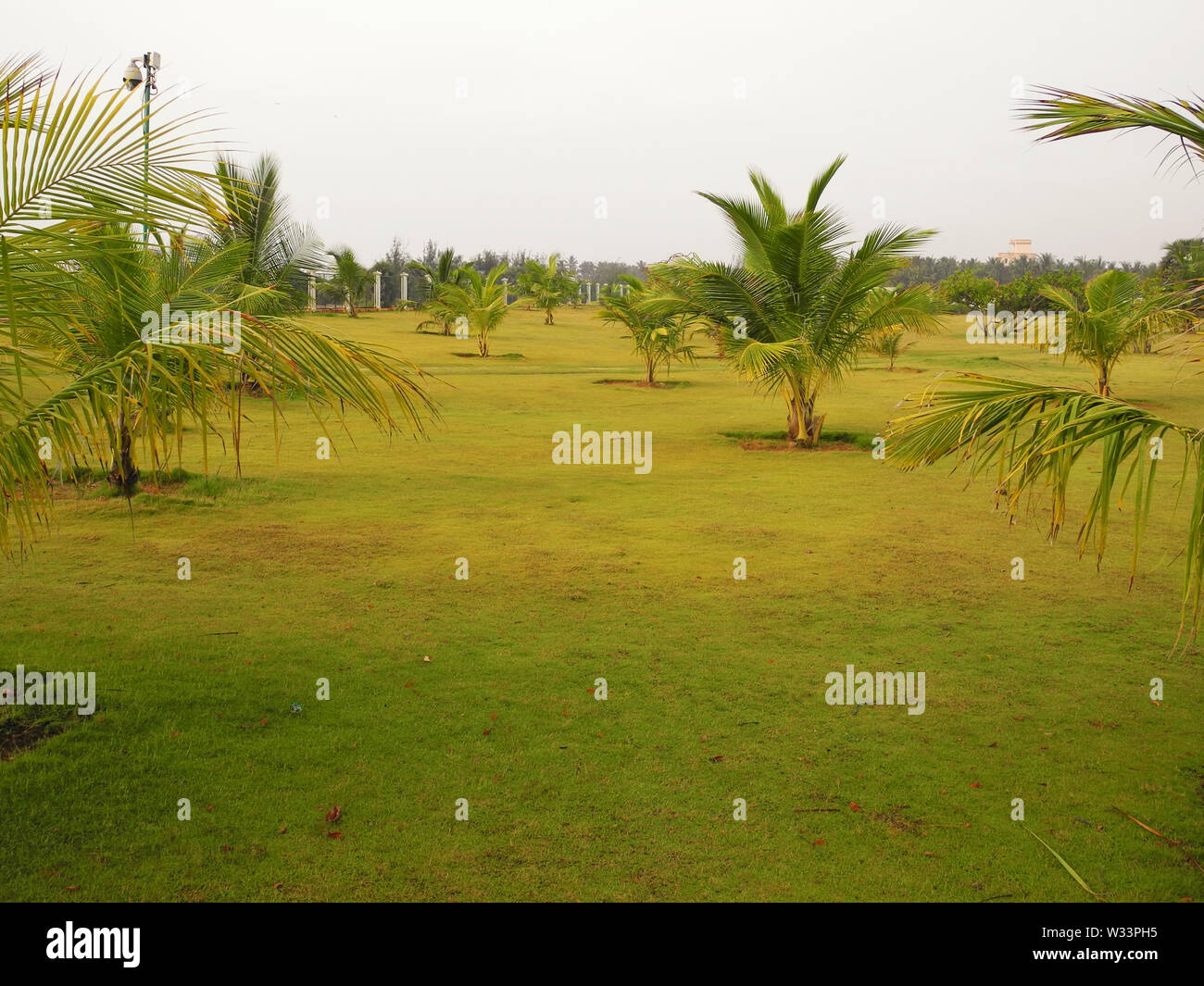 Young coconut trees in the park, India, Tamil nadu Stock Photo Alamy