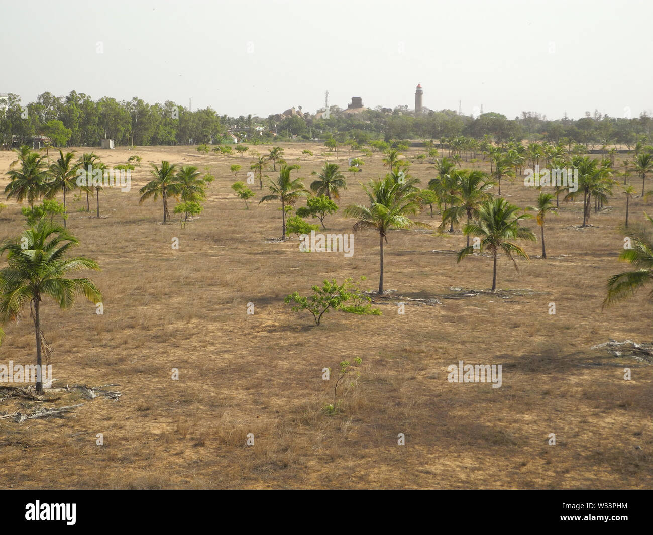 Coconut trees in the park, India, Tamil nadu, Mahabalipuram Stock Photo