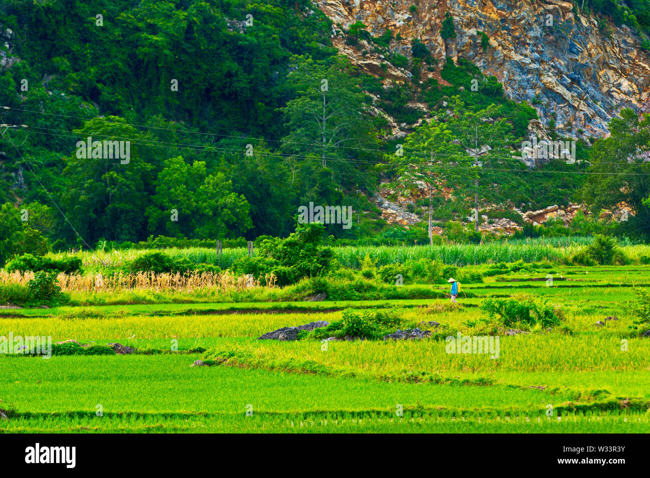 THANH HOA, VIETNAM - JULY 7, 2019: An unidentified farmer spraying insecticides on the fields. Stock Photo
