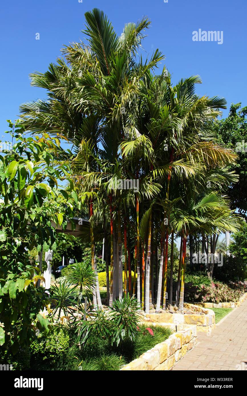 Garden with a Cluster of Lipstick Palm Trees Stock Photo