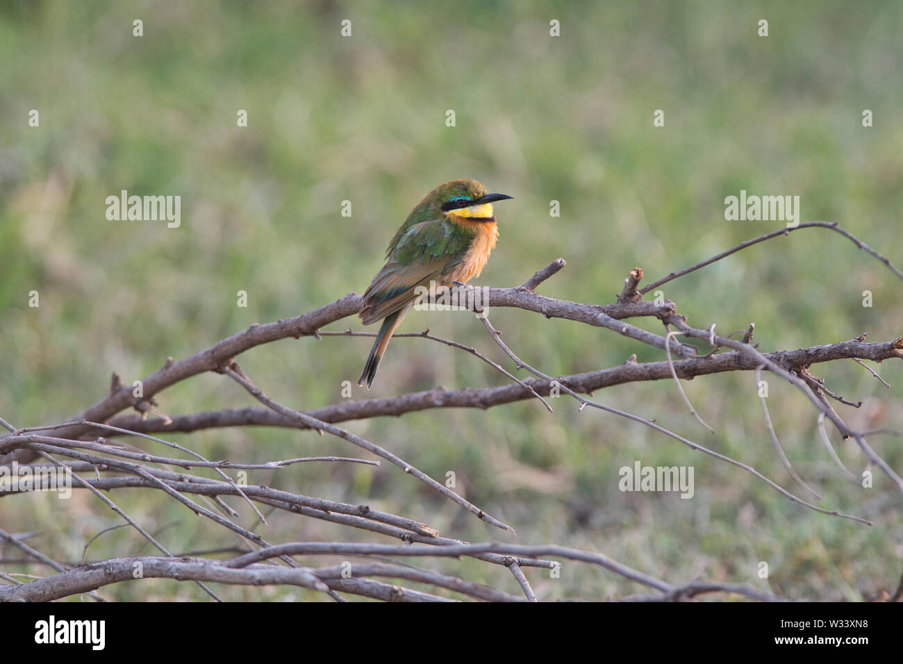 Little bee-eater (Merops pusillus) Stock Photo