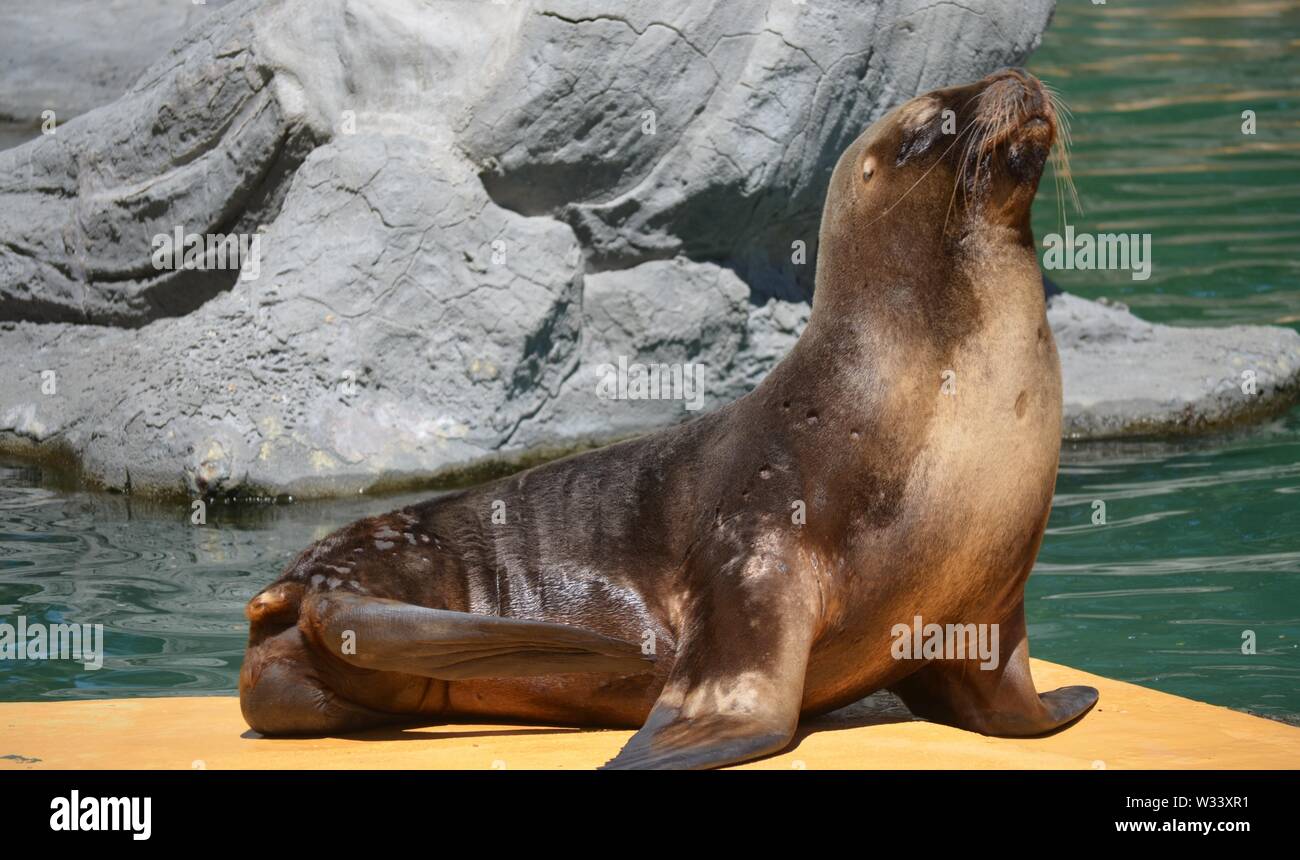 Forest ecosystem animals hi-res stock photography and images - Alamy
