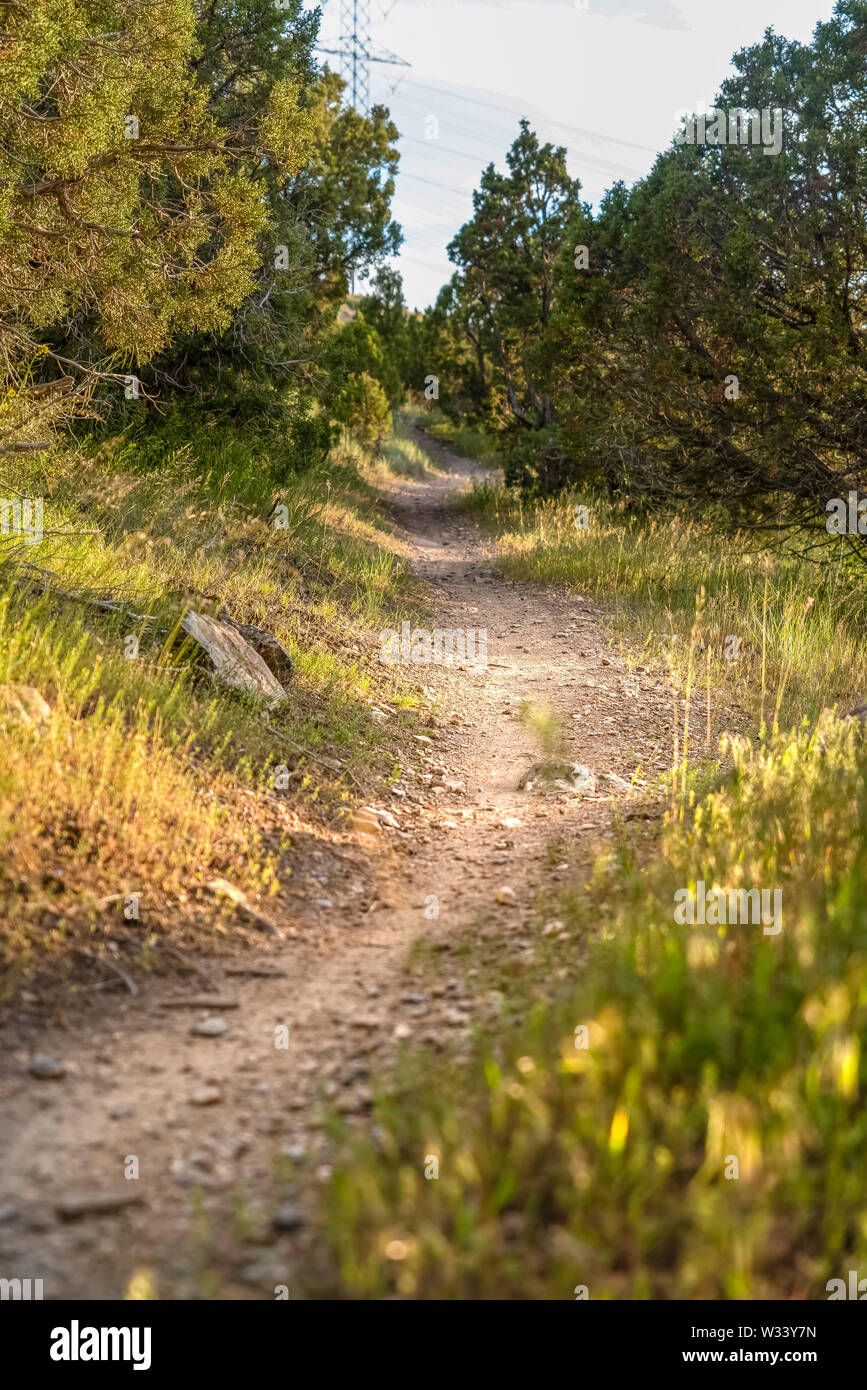 Close up of a sunlit and narrow dirt road in the forest on a sunny day. The  hiking trail runs amid grasses and and trees with lush green leaves Stock  Photo -