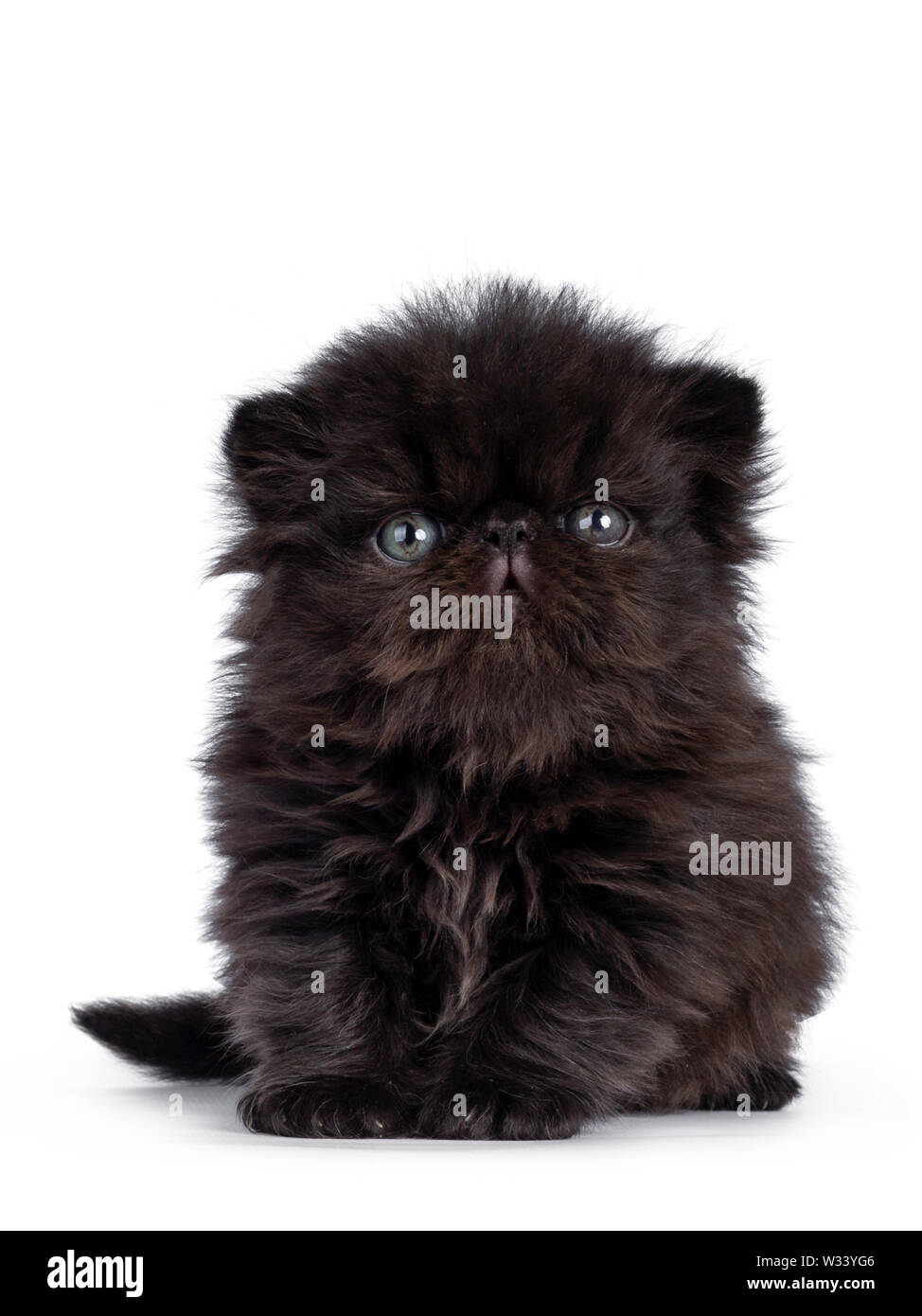 Cute 4 weeks old black Persian kitten, sitting straight up. Looking above camera with greenish blue eyes. Isolated on white background. Stock Photo