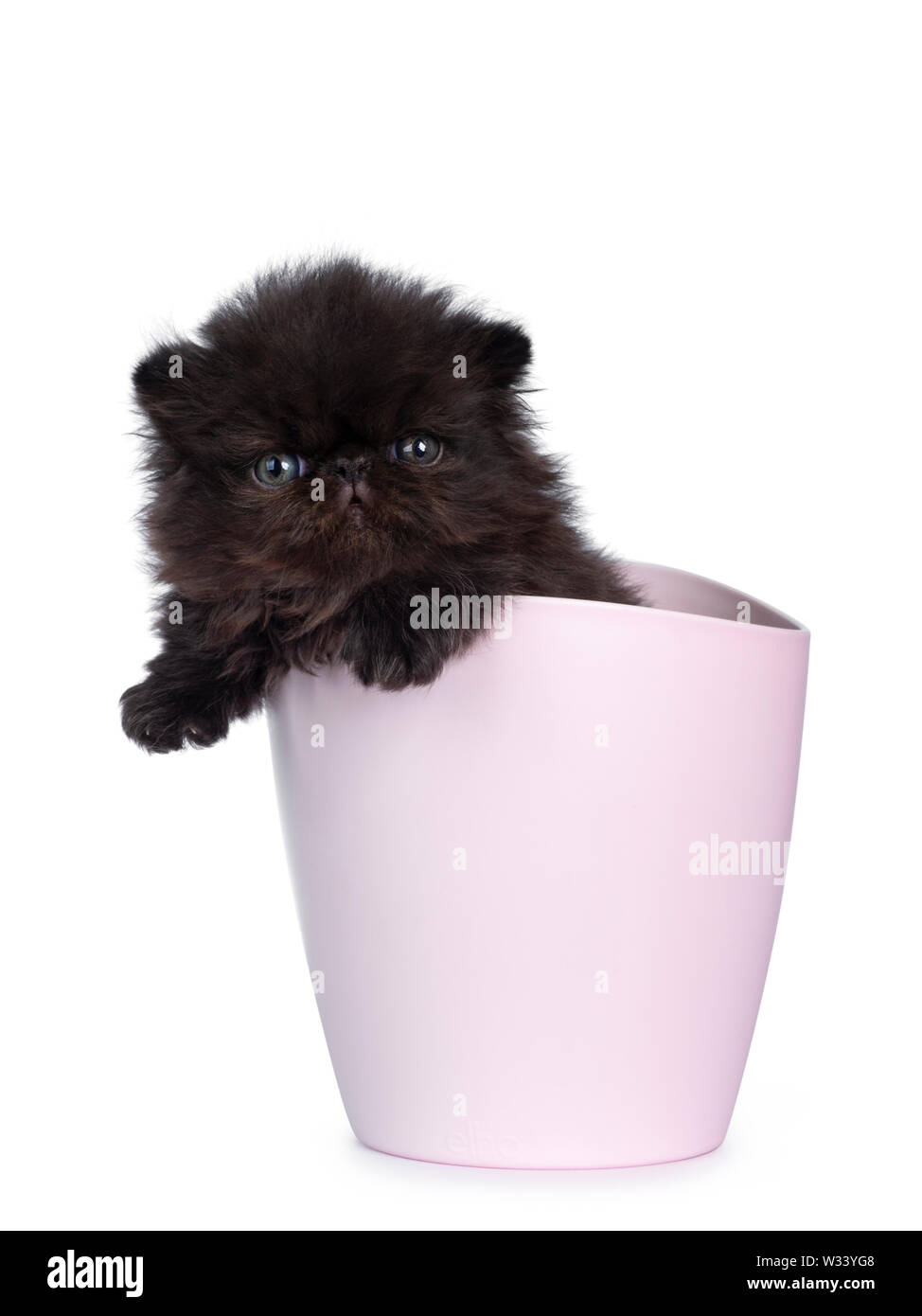 Cute 4 weeks old black Persian kitten, hanging over edge of pink flower pot. Looking at camera with greenish blue eyes. Isolated on white background. Stock Photo