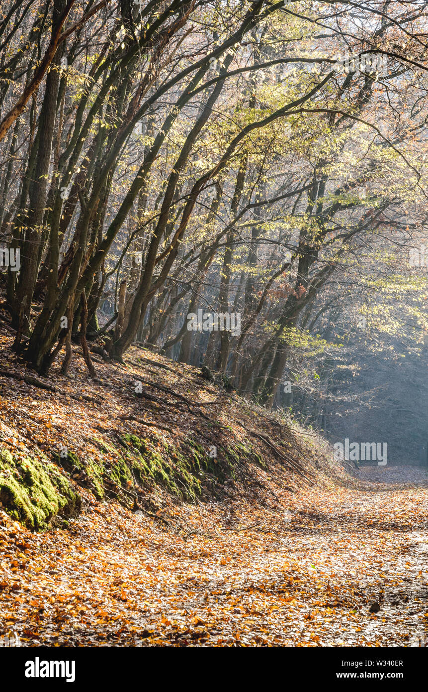 Idyllic forest scene with trees and path in autumn Stock Photo