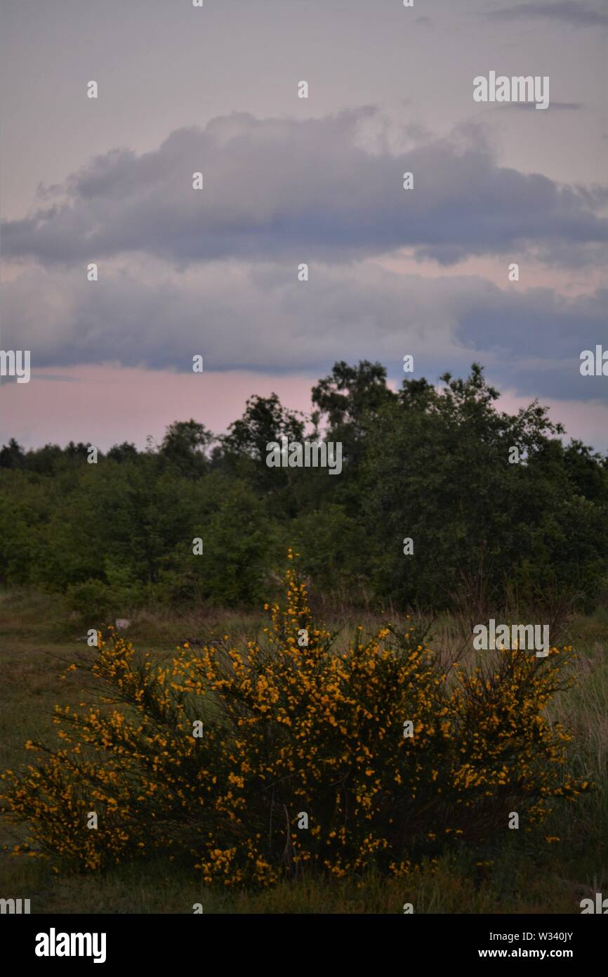 trees silhouetted against a grey cloudy looming sky Stock Photo - Alamy