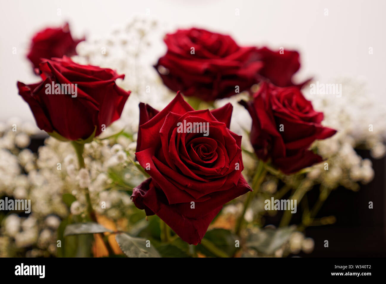Beautiful red roses hi-res stock photography and images - Alamy