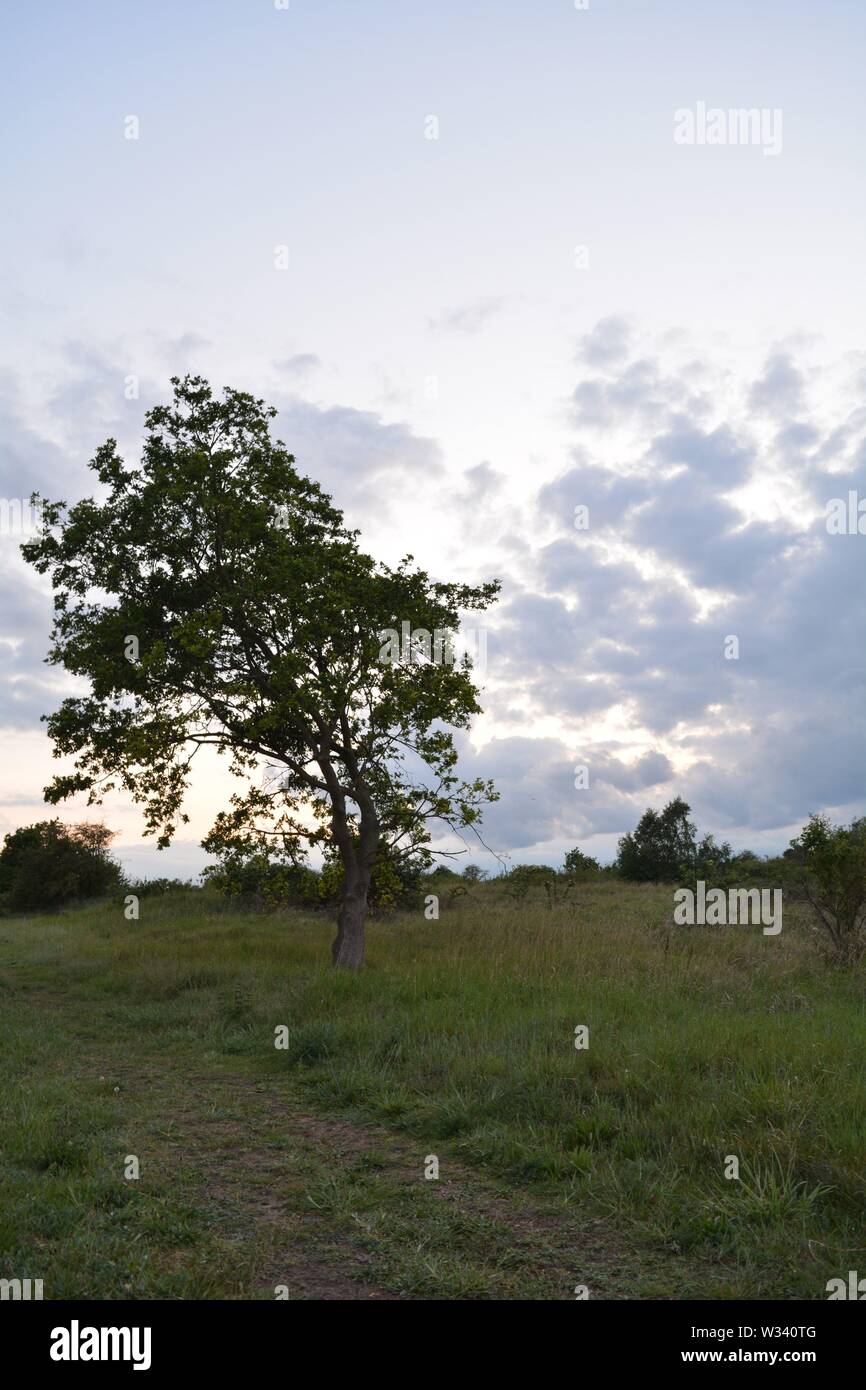 trees silhouetted against a grey cloudy looming sky Stock Photo - Alamy