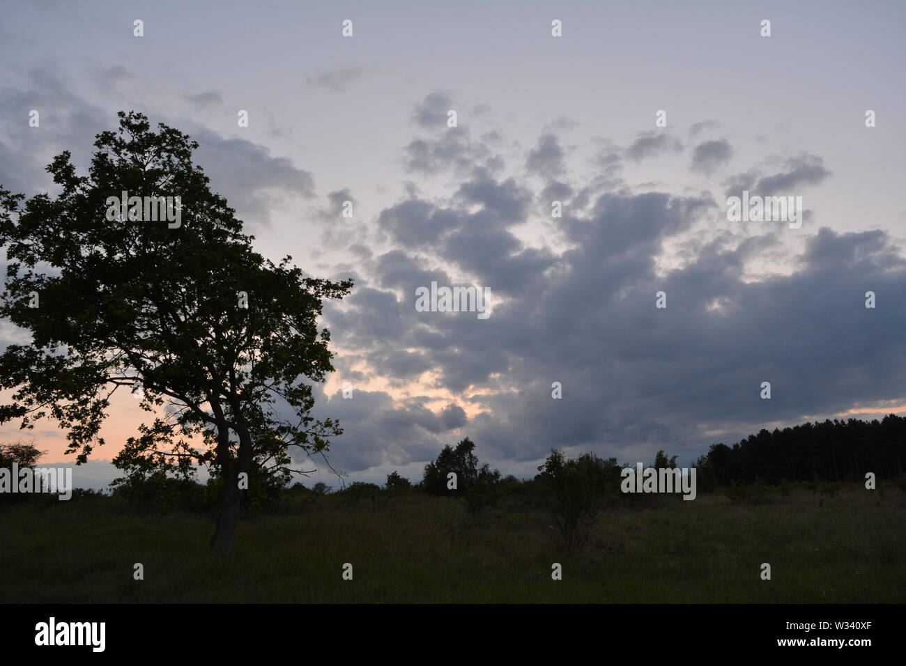 trees silhouetted against a grey cloudy looming sky Stock Photo - Alamy