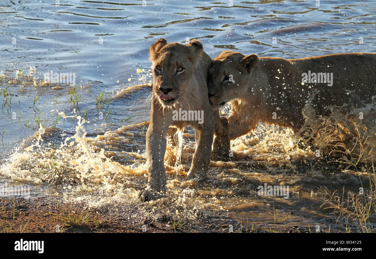 Two young lions running through the shallow water of a pond in a South ...