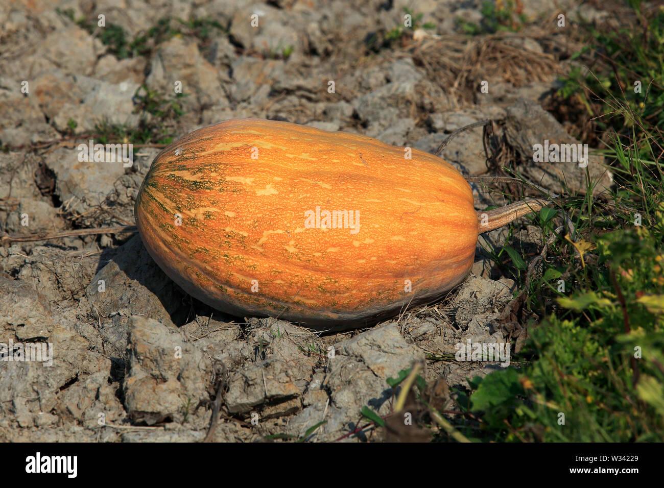 Pumpkins on the field at Areal Beel in Munshiganj, Bangladesh Stock