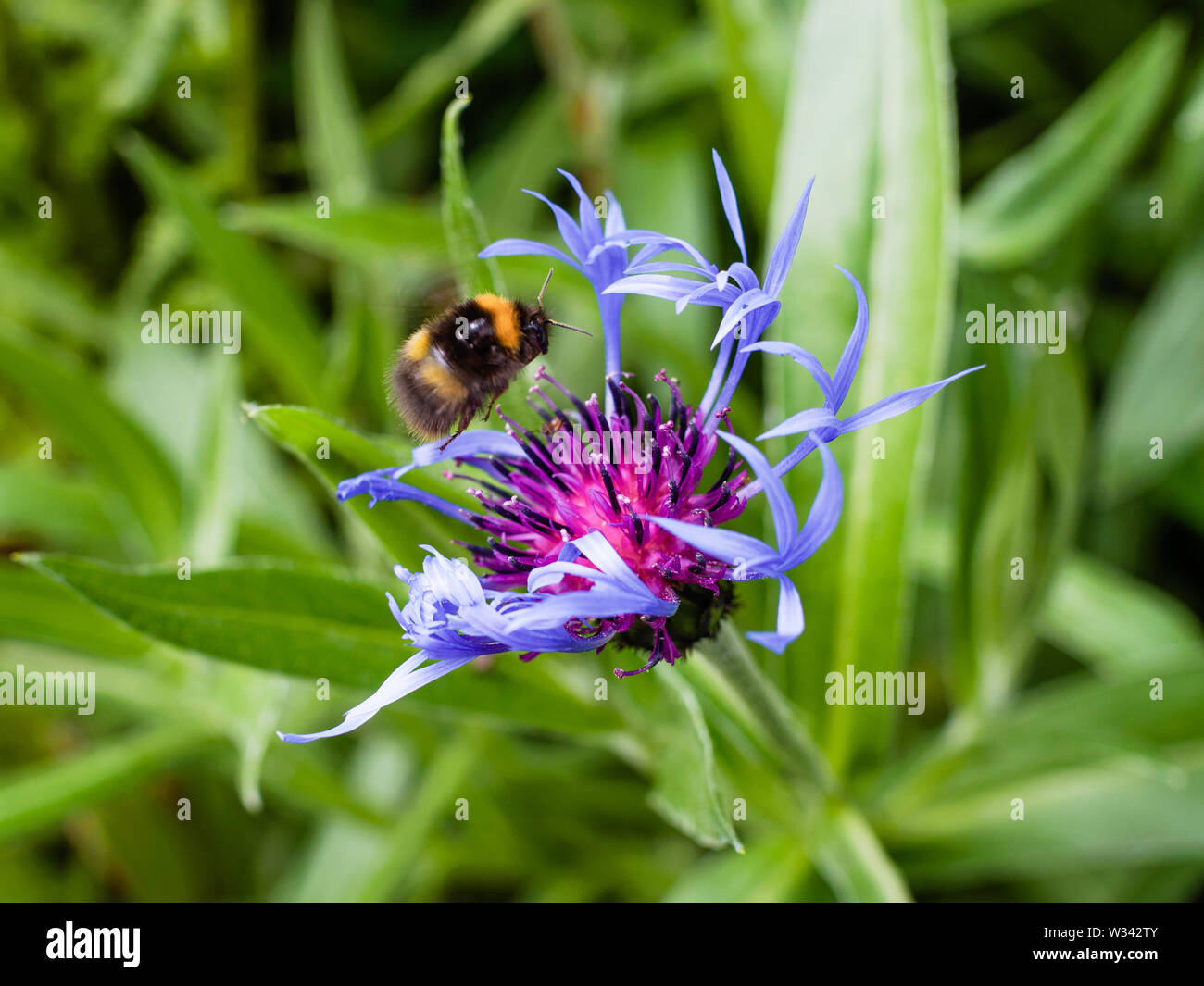 Solitary Bumblebee hovering over a blue mountain cornflower, Centaurea cyanus in late springtime. Stock Photo