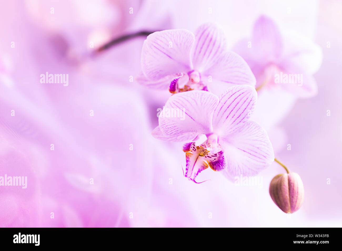 A flower of magnificent pink orchid close up. Selective focus. Horizontal frame. Fresh flowers natural background macro. Stock Photo
