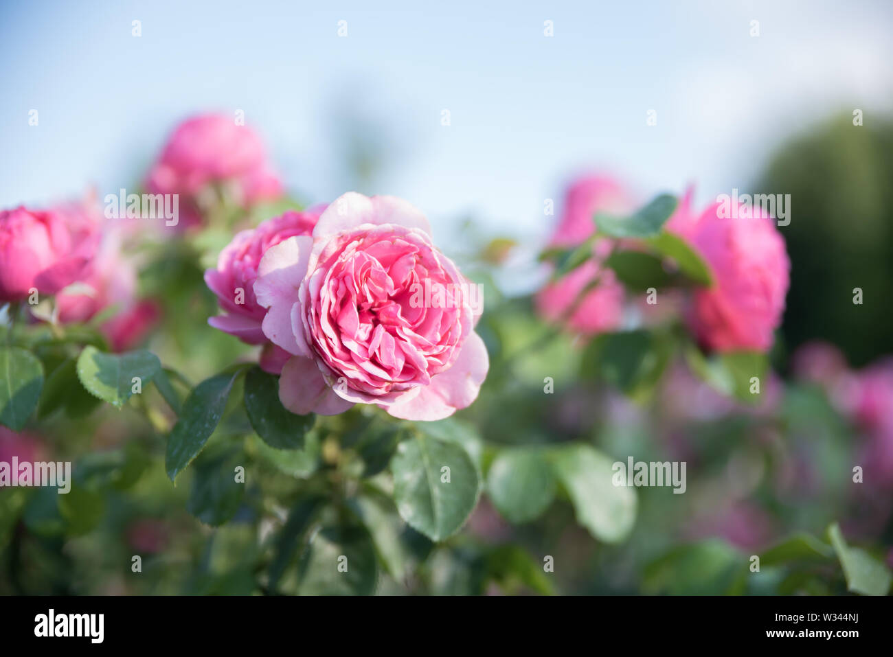 Roses and other flowers and plants in a garden in the city of Vienna,  Austria Stock Photo - Alamy