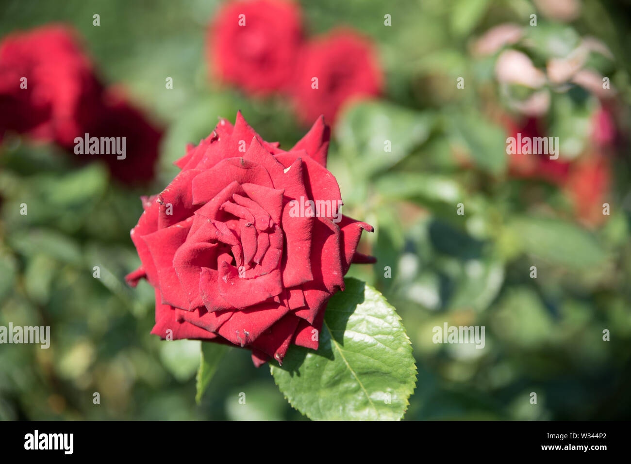 Roses and other flowers and plants in a garden in the city of Vienna