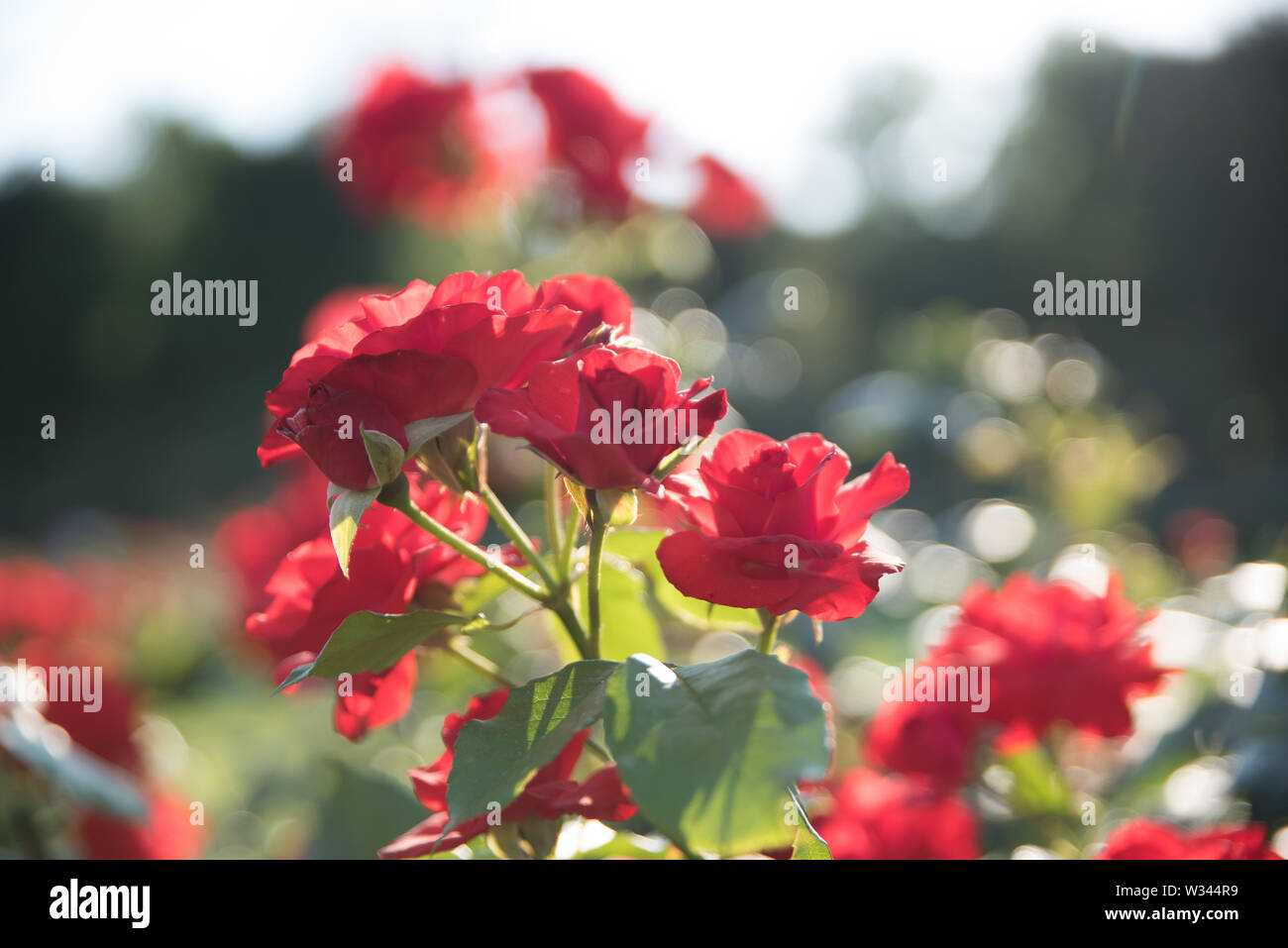 Roses and other flowers and plants in a garden in the city of Vienna