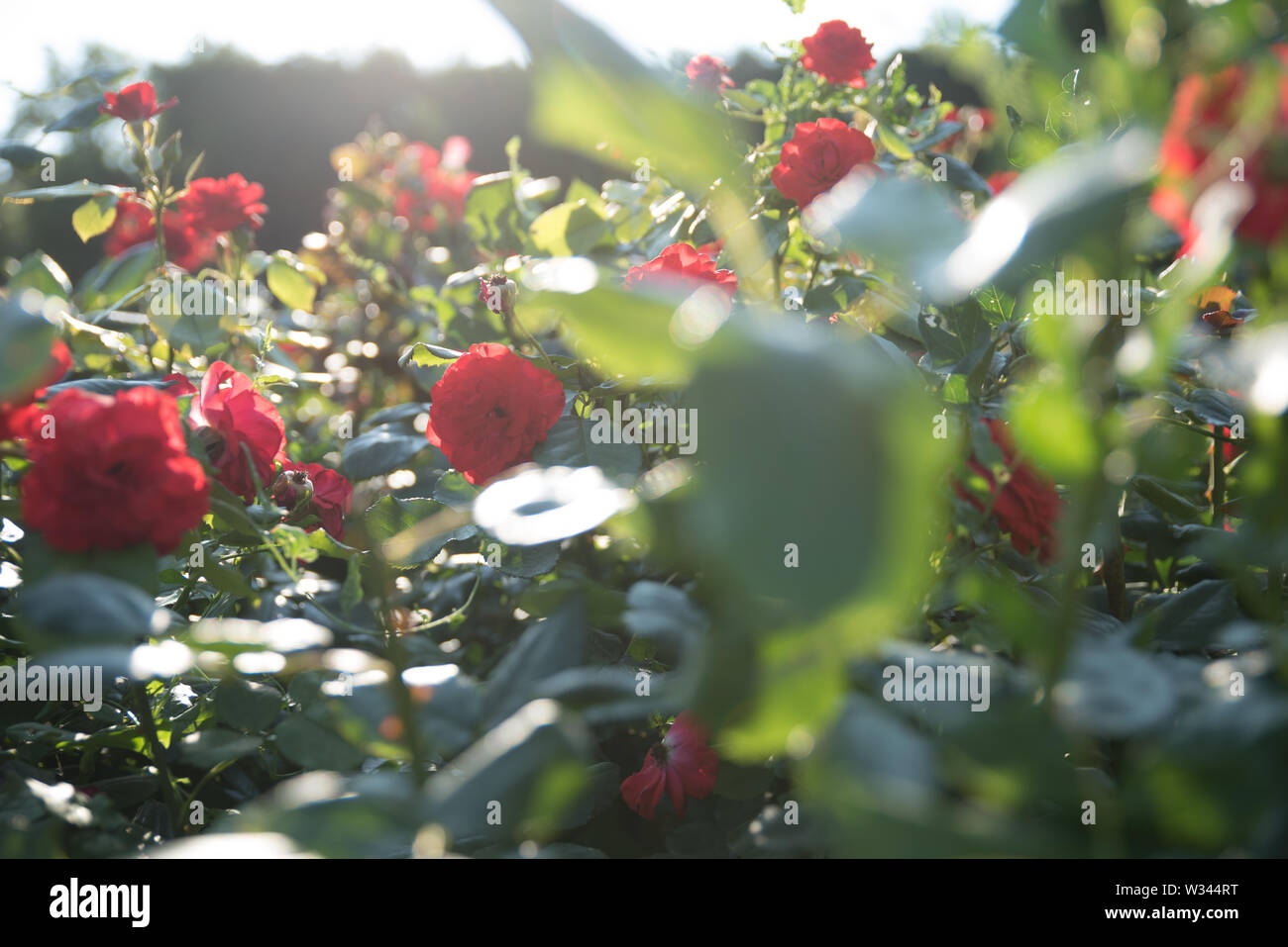 Roses and other flowers and plants in a garden in the city of Vienna