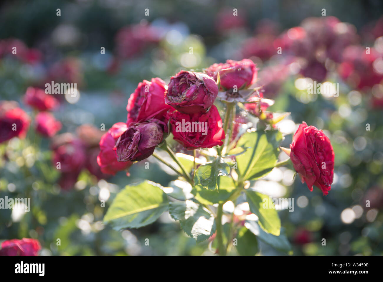 Roses and other flowers and plants in a garden in the city of Vienna