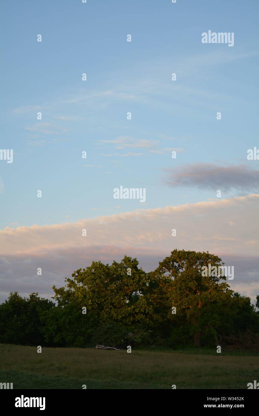 Pale sunset clouds over an English  oak  Woodlands Stock Photo