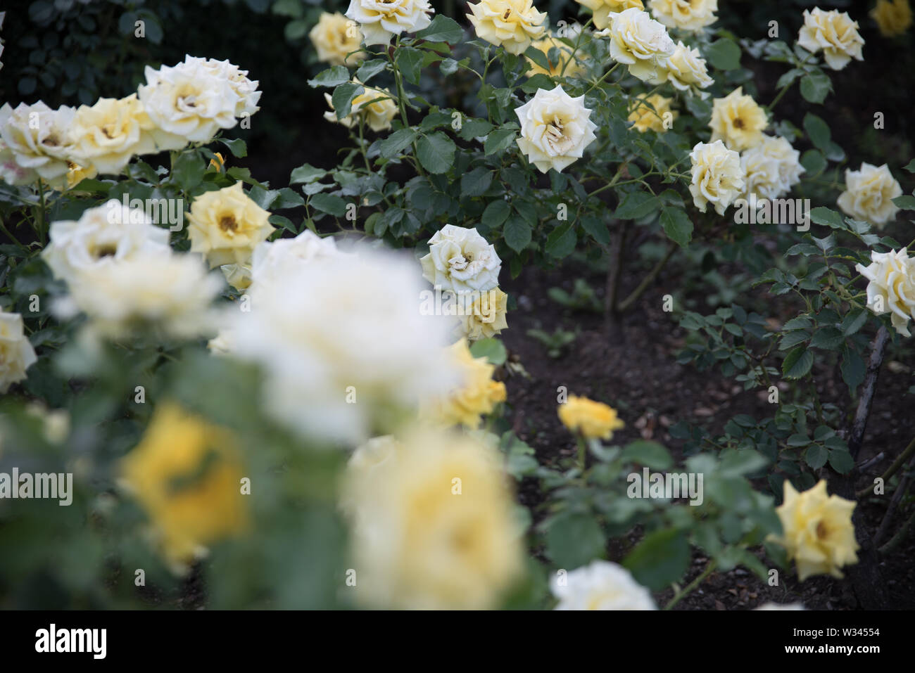 Roses and other flowers and plants in a garden in the city of Vienna