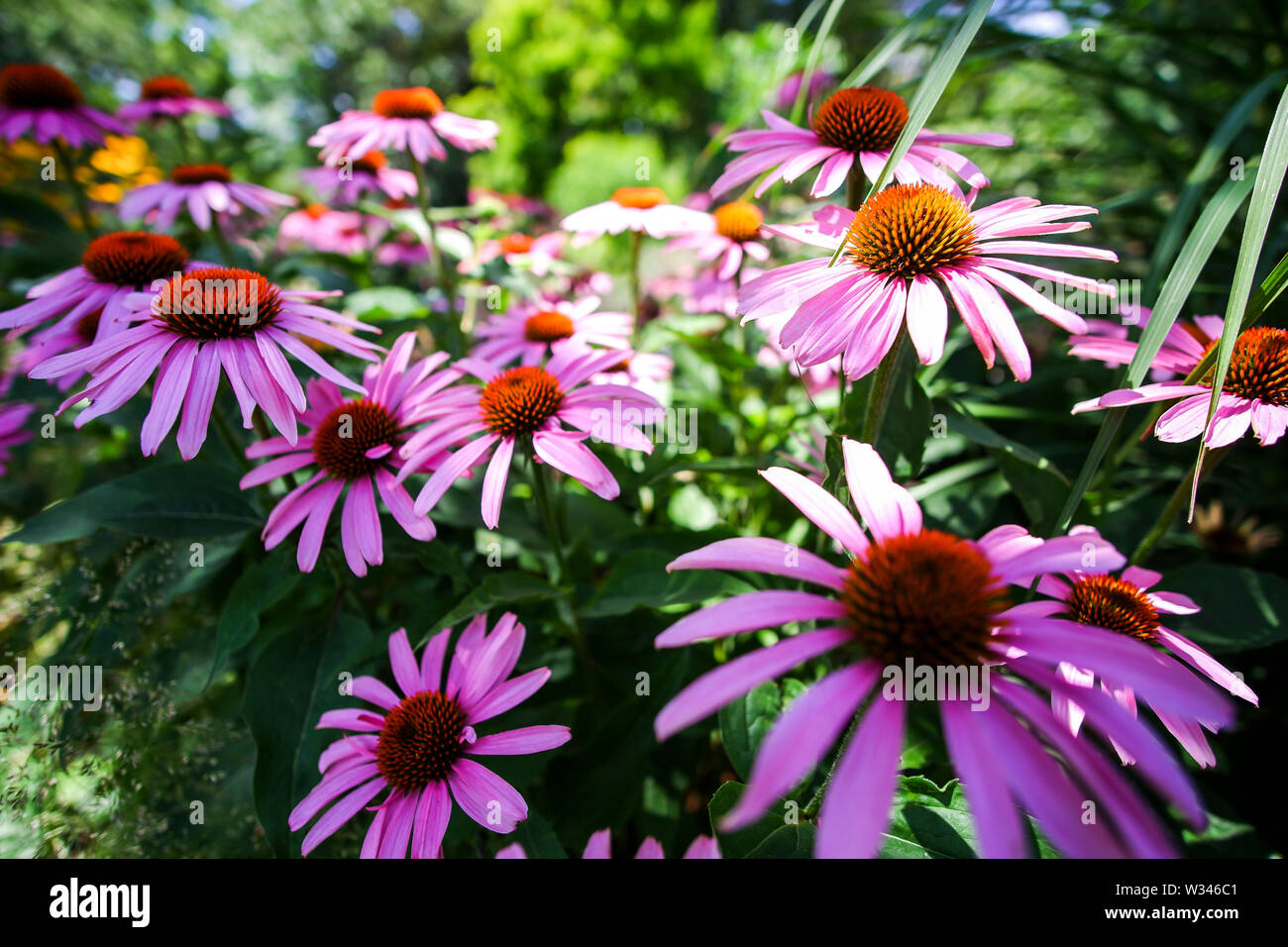 Echinacea Cheyenne Spirit High Resolution Stock Photography And Images Alamy