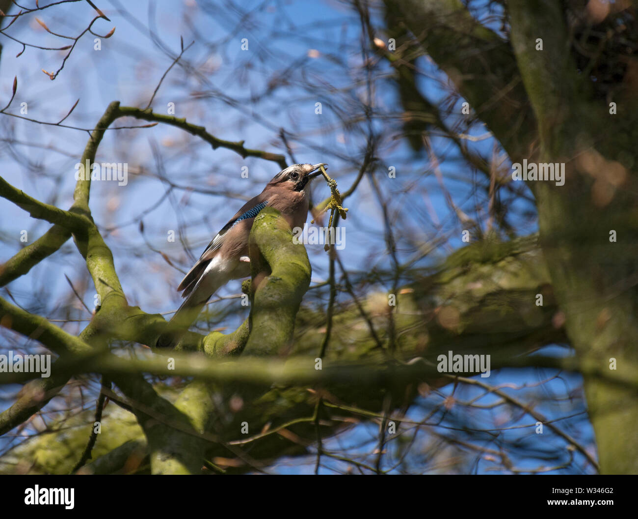 Eurasian Jay, Garrulus glandarius, in tree, with nesting material, in woods, Lancashire, UK Stock Photo