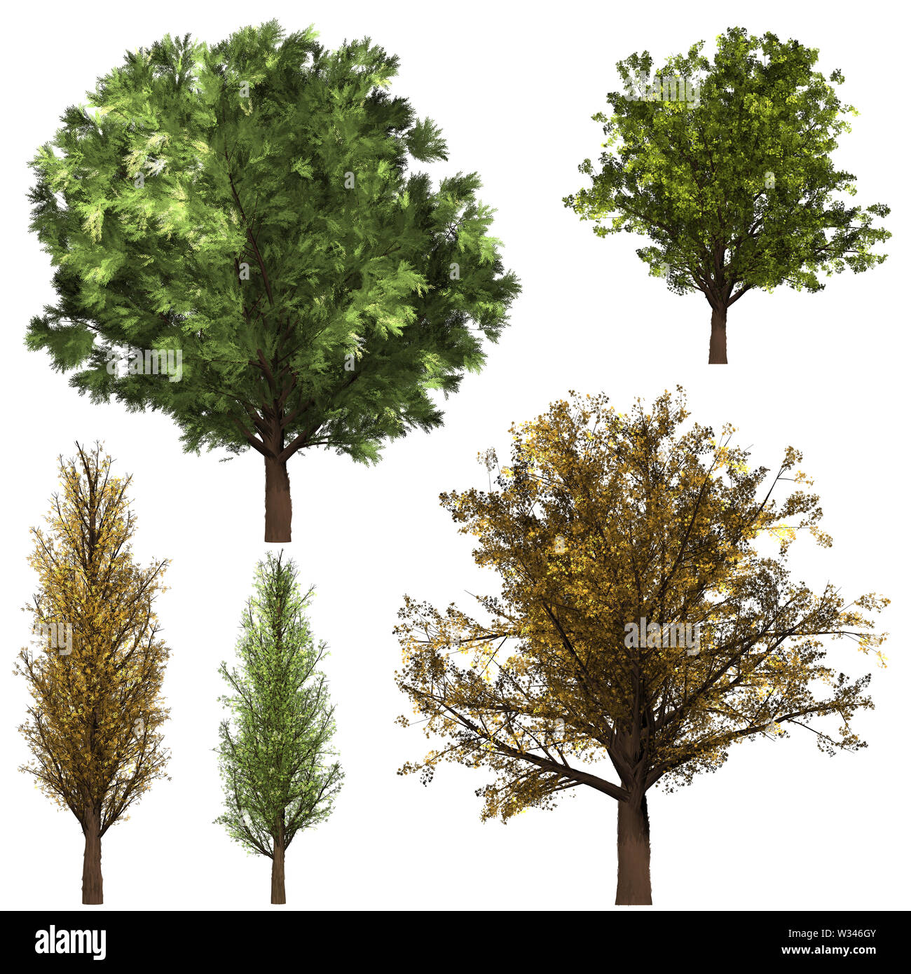 Green Forrest tree background. 2 set Illustration tree. Stock Photo
