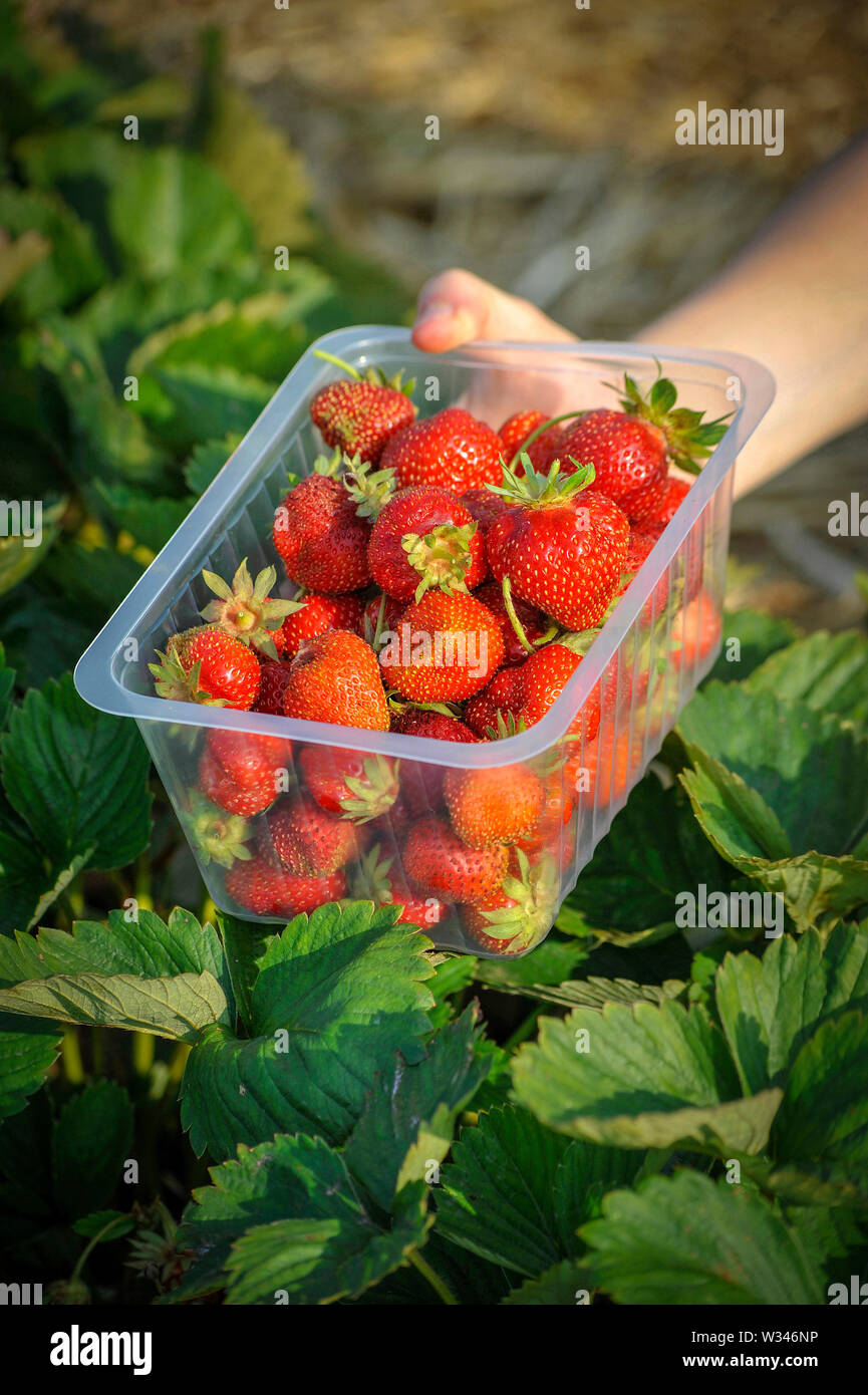 Strawberry hires stock photography and images Alamy