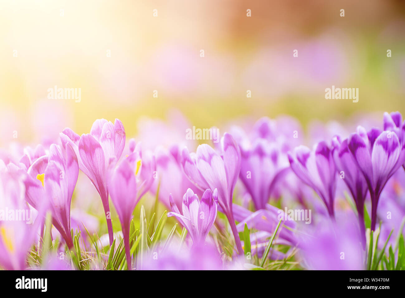 Spring crocus flowers stock photo alamy