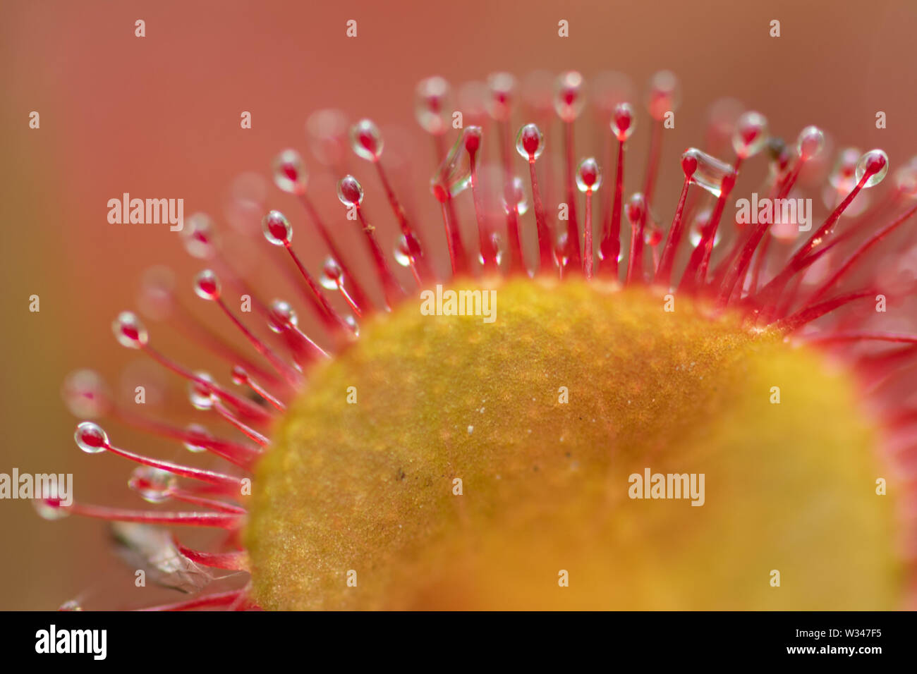 Close-up of round-leaved sundew (Drosera rotundifolia), a carnivorous plant growing on a boggy heathland site, UK Stock Photo