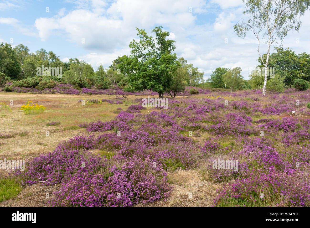 Heathland landscape at Broxhead Common in Hampshire UK, in July with flowering bell heather (Erica cinerea) Stock Photo