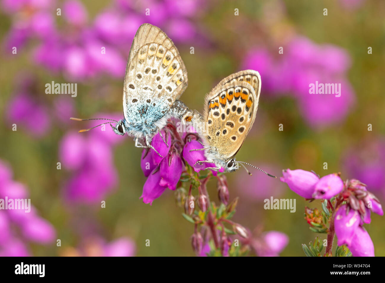 Silver studded blue butterfly (Plebejus argus), mating pair of butterflies on bell heather on a heathland site, UK, during July Stock Photo