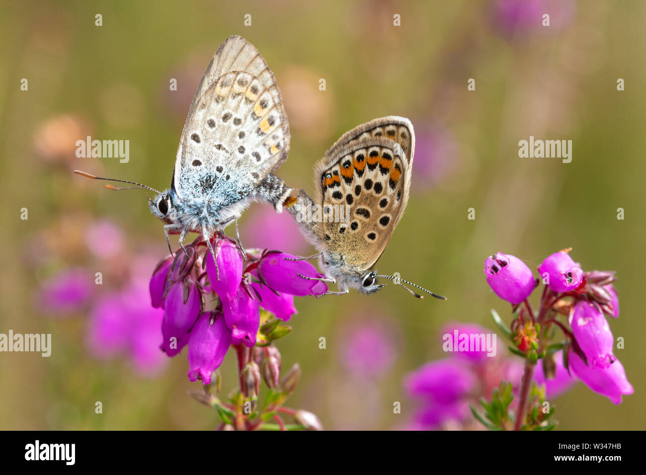 Silver studded blue butterfly (Plebejus argus), mating pair of butterflies on bell heather on a heathland site, UK, during July Stock Photo