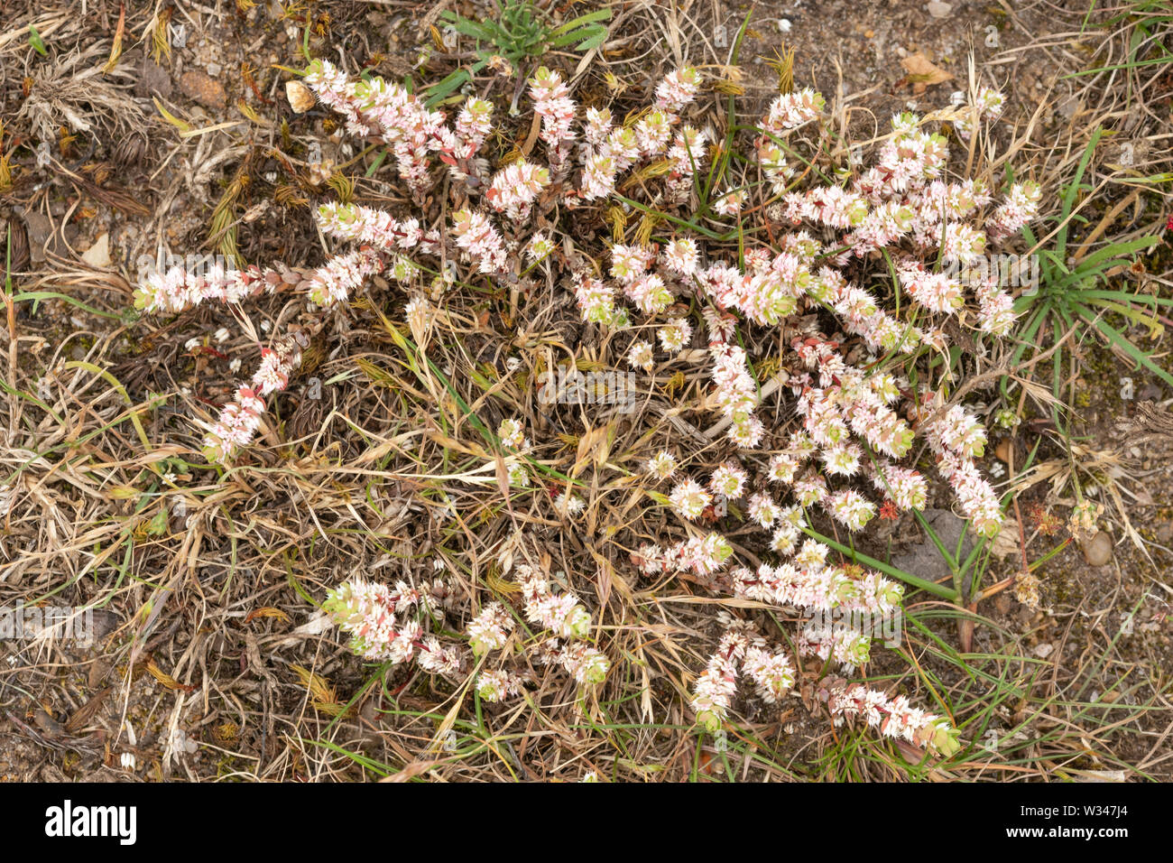 The rare plant, coral necklace (Illecebrum verticillatum) on heathland, UK, in July Stock Photo