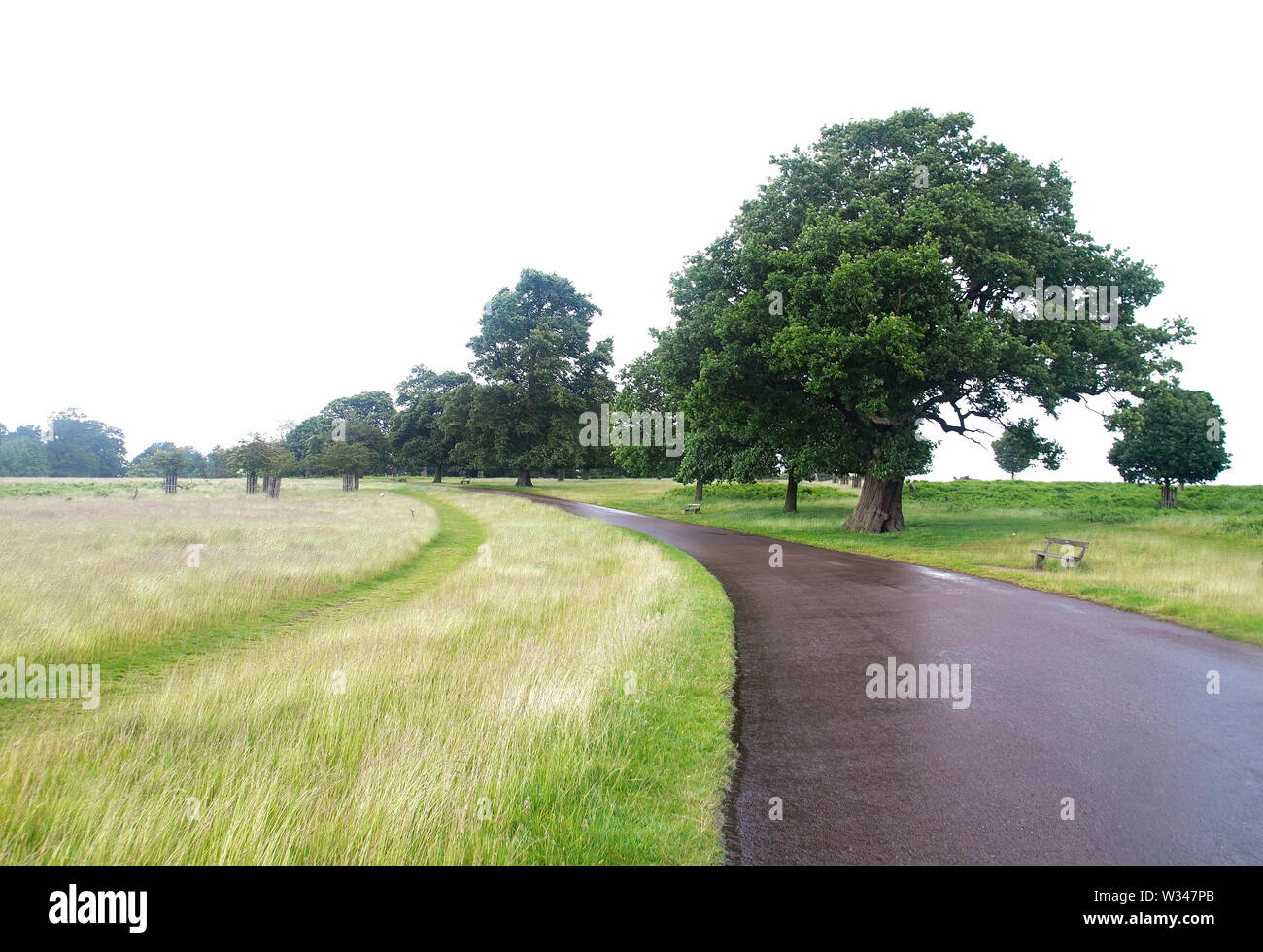 Long winding road with big trees, tall yellow green grass on a cloudy
