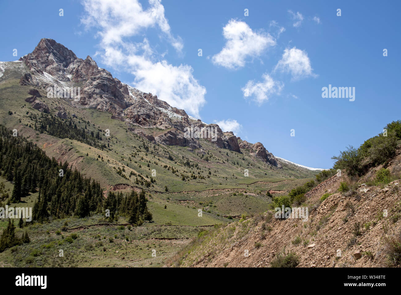 Mountain range overgrown with spruce forest. snowy peaks and green pastures. Kyrgyzstan Travel. Stock Photo