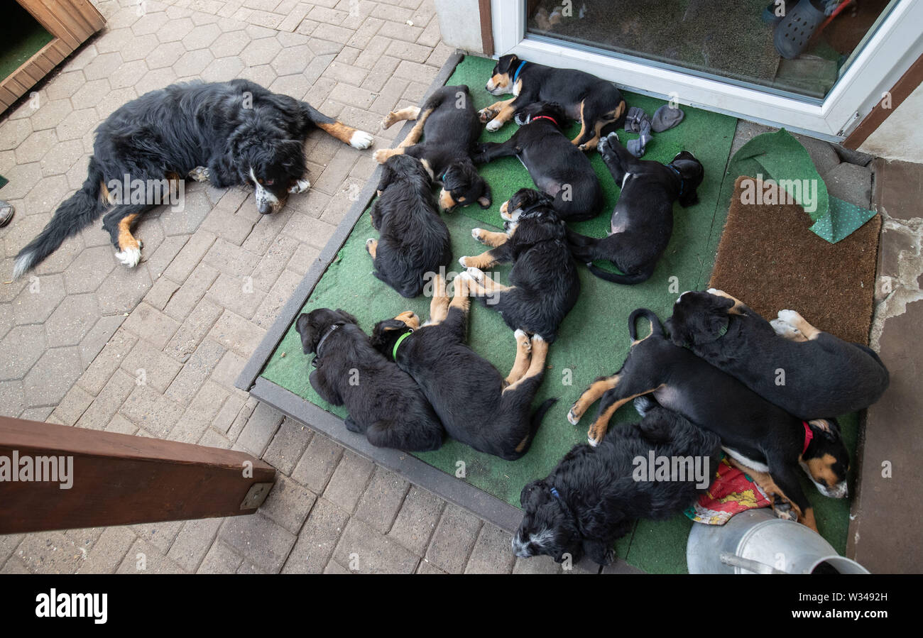 Bohmte Germany 12th July 2019 Dog Puppies Lie On A Mat And