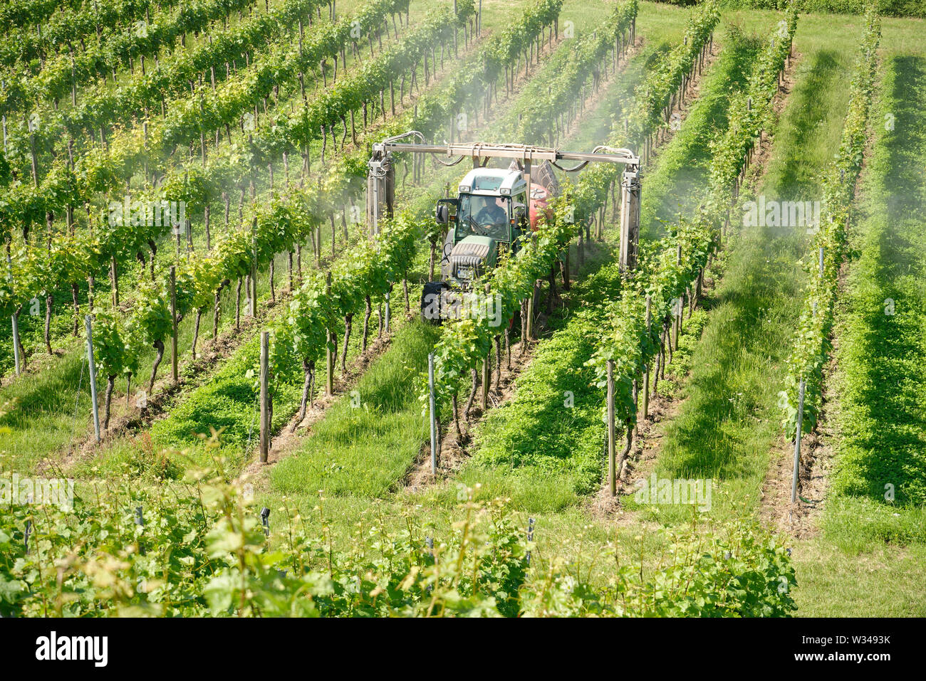 Vineyard with tractor spraying. Crop of grapes being sprayed to