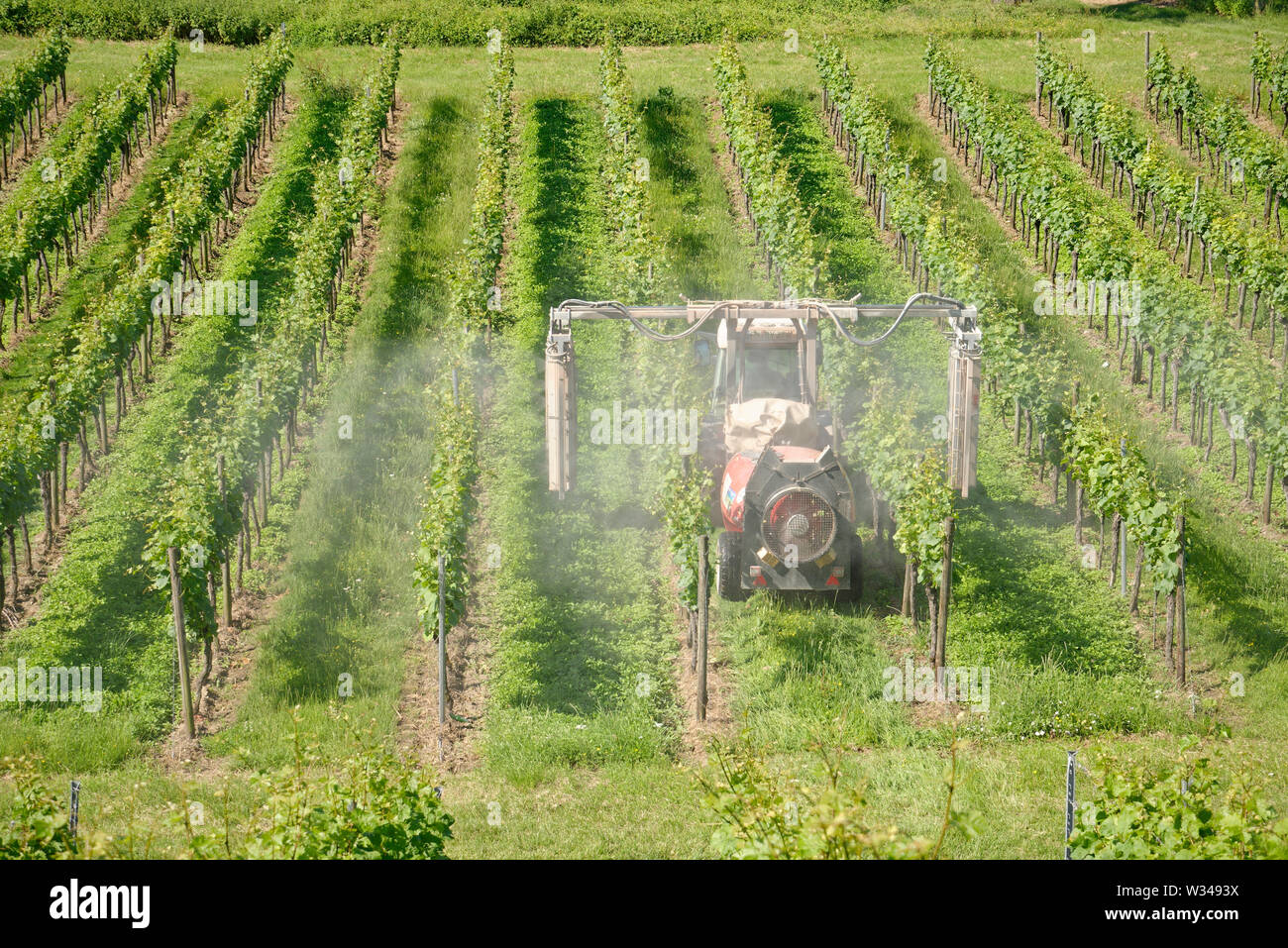 Vineyard with tractor spraying. Crop of grapes being sprayed to