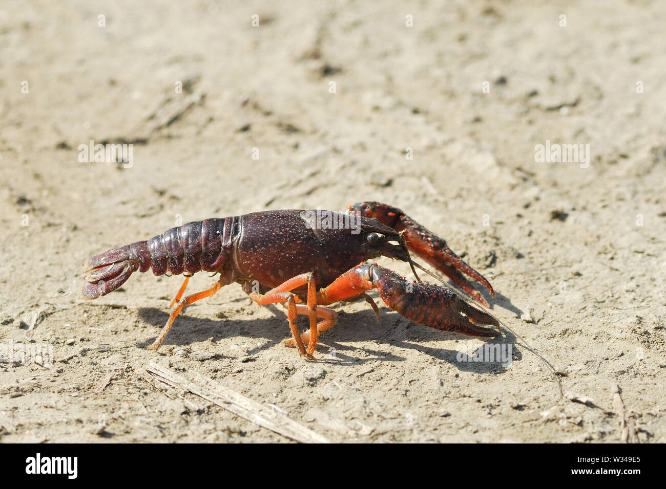 European crayfish (Astacus astacus Stock Photo Alamy