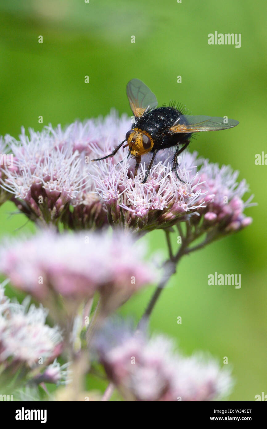 Giant tachinid tachina grossa hi-res stock photography and images - Alamy
