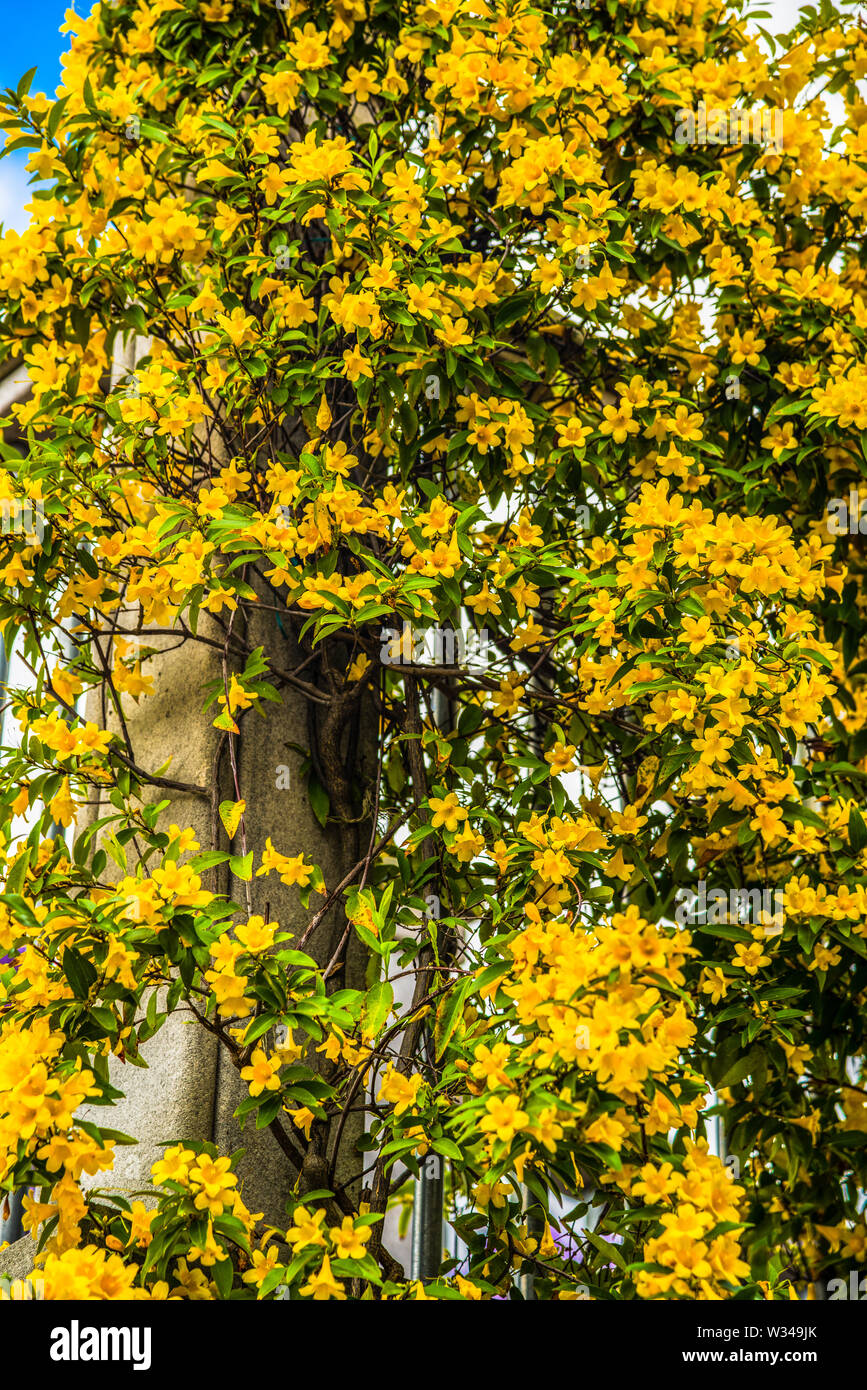 Flowers in Downtown Chattanooga Tennessee Stock Photo Alamy